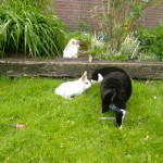 Blacky en de nijntjes Blacky vind zo ook wel erg lief