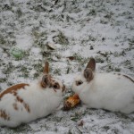 de nijntjes de meisjes