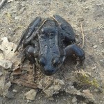 11075032_526110240862592_7406877559178894019_n